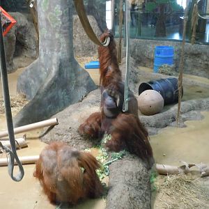 Orangutan