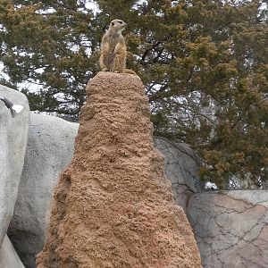 Meerkat