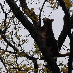 Tree Kangaroo
