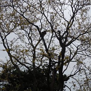 Tree Kangraoo Exhibit