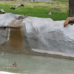 Bush Dog Exhibit