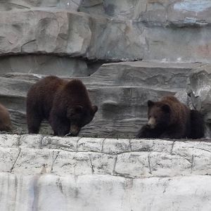 3 Grizzly Cubs