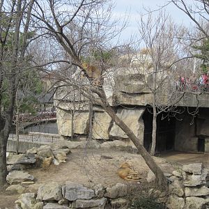 Lioness in a tree with a male lion below.
