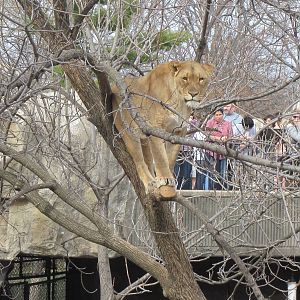 Lion in a tree.