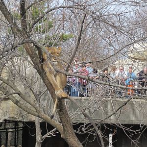 Lion in a tree.