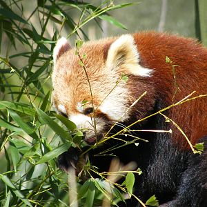 Red Panda Eating