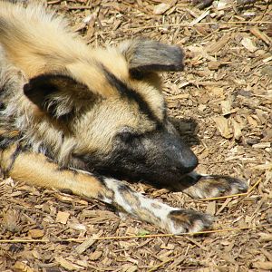 African Hunting Dog Sleeping