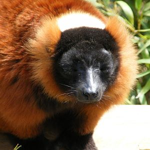 Red Ruffed Lemur