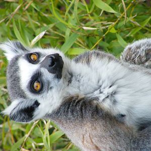 Ring-Tailed Lemur