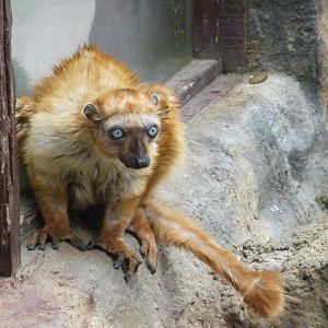 Blue-eyed black lemur