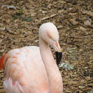Chilean flamingo