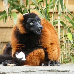 Red Ruffed Lemur