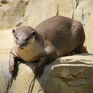 Smooth Coated Otter