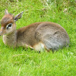 Dik-Dik