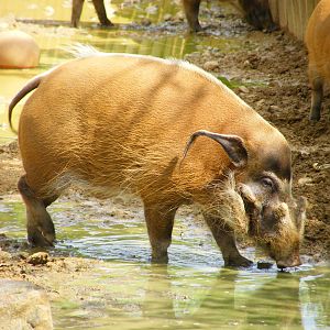 Red River Hog