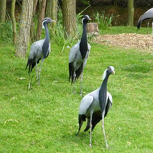 Demoiselle Cranes