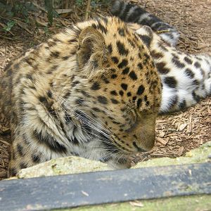 Amur Leopard