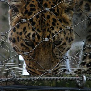 Amur Leopard