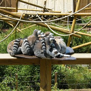 Ring-Tailed Lemurs