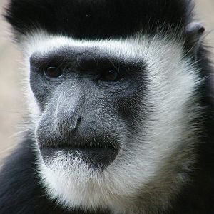 Black and White Eastern Colobus Monkey