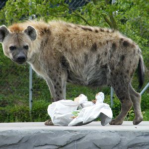 Spotted Hyena