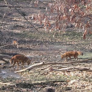 Dholes March 2012