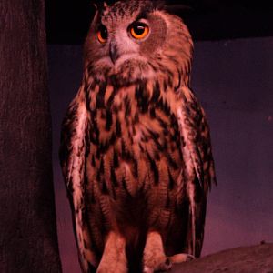 Eurasian Eagle Owl
