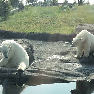 Polar Bears