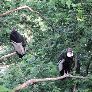 Andean Condors