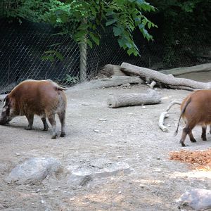 Red River Hogs