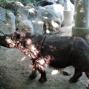 Sumatran Rhino