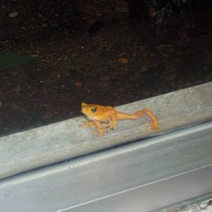 Panamanian Golden Frog