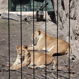 Lion_Cubs_Racine_Zoo