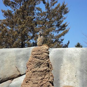 Meerkat_Racine_Zoo