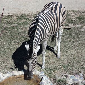Racine_Zoo_Zebra