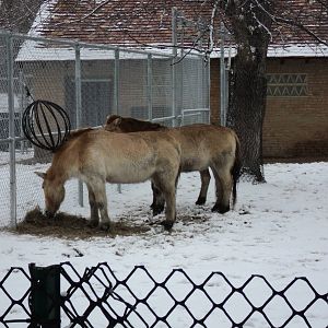 Przewalski's Wild Horses