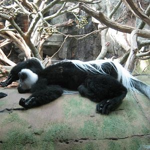 Colobus Monkey
