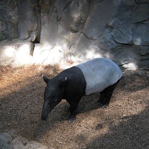 Malayan Tapir
