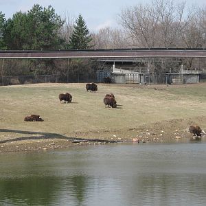 Musk Oxen