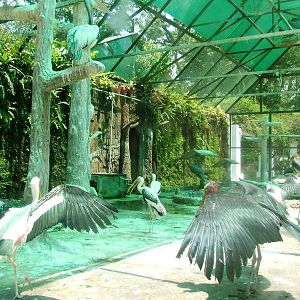 Wader Aviary at Saigon Zoo, 16/03/12