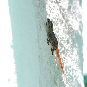 Wild House Gecko at Saigon Zoo, 16/03/12
