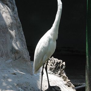 Intermediate Egret at Saigon Zoo, 16/03/12