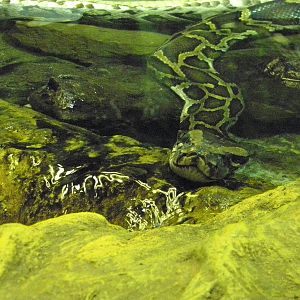 burmese python in water