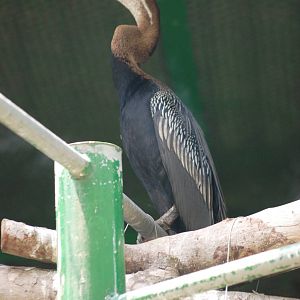 Asian Darter at Saigon Zoo, 16/03/12
