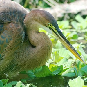 Purple Heron at Saigon Zoo, 16/03/12