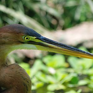 Purple Heron at Saigon Zoo, 16/03/12