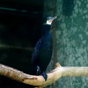Cormorant at Saigon Zoo, 16/03/12