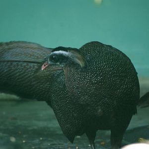 Rheinardt's Crested Argus at Saigon Zoo, 16/03/12