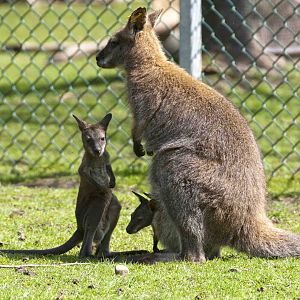 Twin Wallabys one in and one out