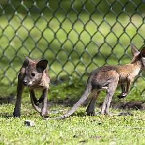 Twin Wallabys both out